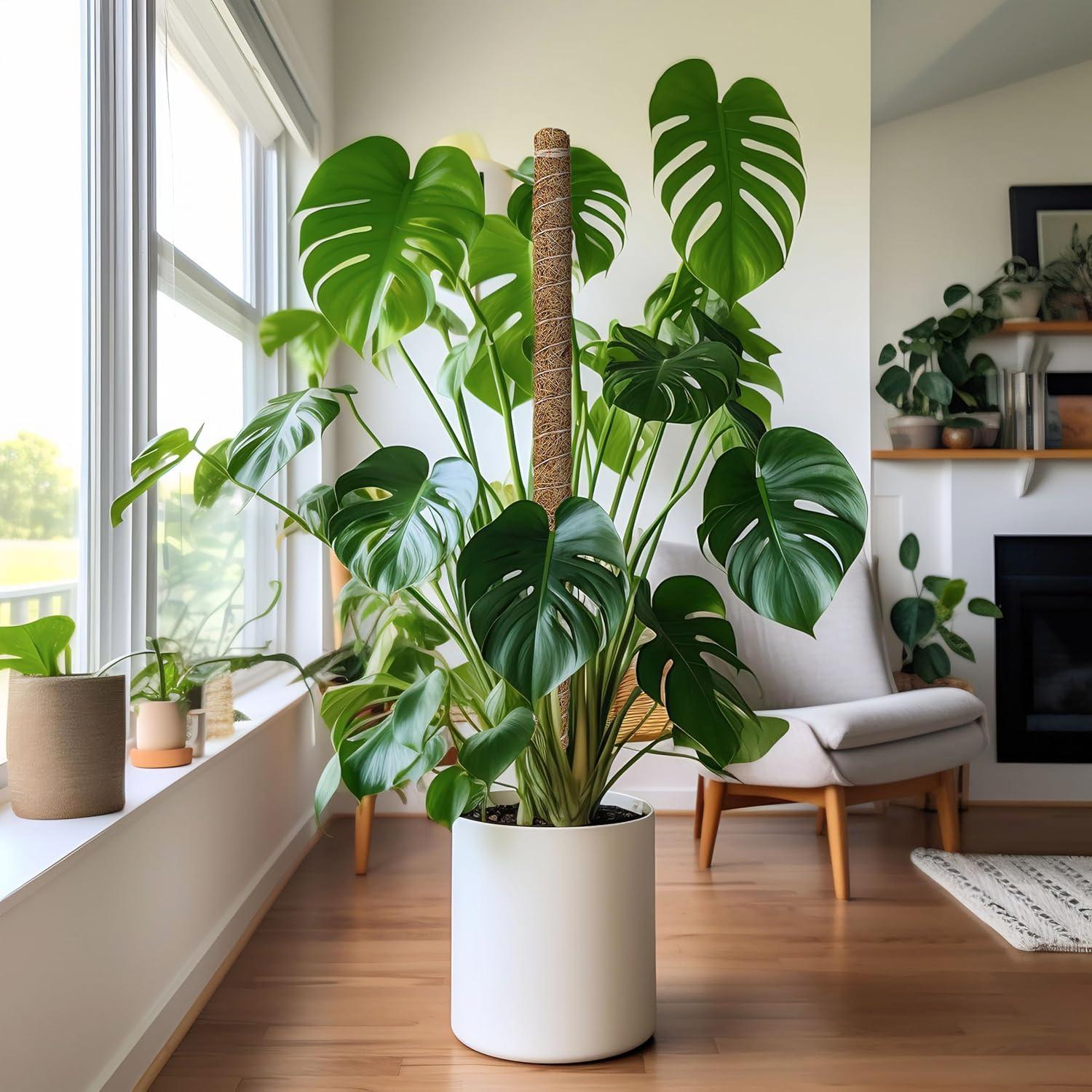 imageEcoNour 28quot 2 Pack Moss Pole  Moss Pole Monstera Plant Support  Plant Sticks for Indoor Climbing Plants  Support for Potted Plants Like Pothos Philodendrons and More48 Inches  1 PC