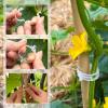 imageEcoNour 300Pcs Plant Support Clips for Garden  Tomato Clips for Twine Vines Trellis and Cages  Plant Support Garden Clips for Climbing  Garden Clips to Grow Upright Makes Plants Healthier300 Pieces