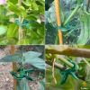 imageEcoNour 300Pcs Plant Support Clips for Garden  Tomato Clips for Twine Vines Trellis and Cages  Plant Support Garden Clips for Climbing  Garden Clips to Grow Upright Makes Plants Healthier40 Pieces