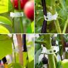 imageEcoNour 300Pcs Plant Support Clips for Garden  Tomato Clips for Twine Vines Trellis and Cages  Plant Support Garden Clips for Climbing  Garden Clips to Grow Upright Makes Plants Healthier300 Pieces